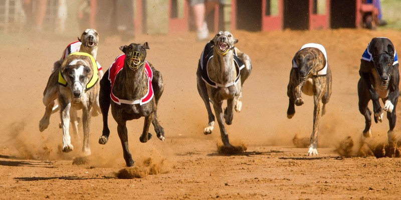 Greyhounds betting exchange