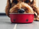 For Better Digestion of Food in Dogs, Avoid Cooked Meals