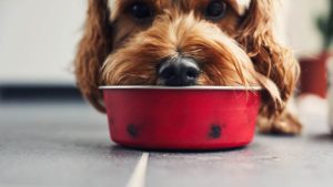 For Better Digestion of Food in Dogs, Avoid Cooked Meals